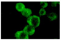 Smad (H-465): sc-7153. Immunofluorescence staining of methanol-fixed NIH/3T3 cells showing cytoplasmic localization.