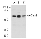 Smad (H-465): sc-7153. Western blot analysis of Smad expression in NIH/3T3 (A), Mv 1 Lu (B) and ZR-75-1 (C) whole cell lysates.
