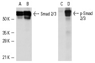 Western blot analysis of Smad2/3 phosphorylation in untreated (A,C) and TGFβ-treated Mv 1 Lu (B,D) whole cell lysates. Antibodies tested include Smad1/2/3 (H-2): sc-7960 (A,B) and p-Smad2/3 (Ser 433/435)-R (C,D): sc-11769-R.