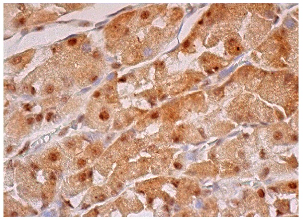 p-Smad1/5/8 (Ser 463/Ser 465)-R: sc-12353-R. Immunoperoxidase staining of formalin fixed, paraffin-embedded human stomach tissue showing nuclear and cytoplasmic staining of glandular cells.