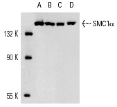 SMC1α (M-16): sc-30958. Western blot analysis of SMC1α expression in HeLa (A), K-562 (B), NIH/3T3 (C) and A-431 (D) nuclear extracts.