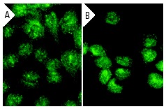 FLASH (M-300): sc-9088. Immunofluorescence staining of methanol-fixed HeLa cells showing cytoplasmic and nuclear localization (A) and nuclear localization after UV exposure (B).