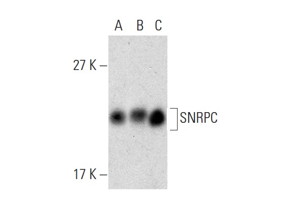 SNRPC (H-70): sc-292035. Western blot analysis of SNRPC expression in HeLa (A), K-562 (B) and Jurkat (C) nuclear extracts.