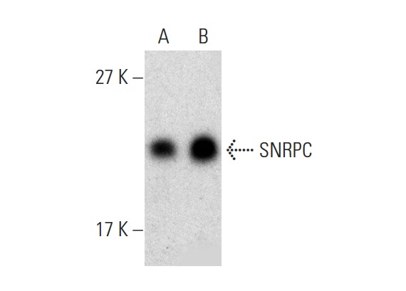 SNRPC (H-70): sc-292035. Western blot analysis of SNRPC expression in A-431 (A) and U-937 (B) nuclear extracts.