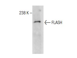 FLASH (M-300): sc-9088. Western blot analysis of FLASH expression in mouse heart tissue extract.