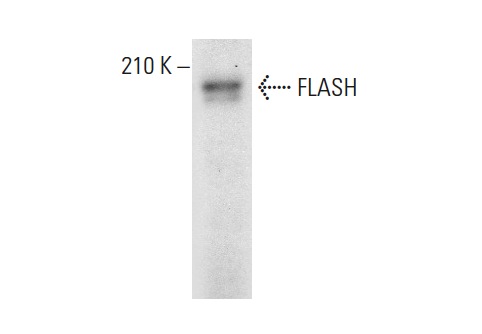 FLASH (M-300): sc-9088. Western blot analysis of FLASH expression in mouse embryo tissue extract.