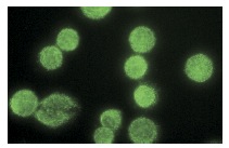 Sox-9 (C-20): sc-17341. Immunofluorescence staining of methanol-fixed SW480 cells showing nuclear localization