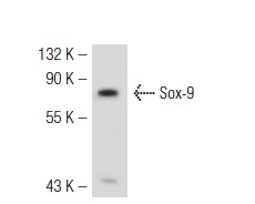 Sox-9 (C-20): sc-17341. Western blot analysis of Sox-9 expression in SW480 whole cell lysate.