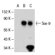 Sox-9 (C-20): sc-17341. Western blot analysis of Sox-9 expression in non-transfected: sc-117752 (A) and mouse Sox-9 transfected: sc-126034 (B) 293T whole cell lysates and SW480 nuclear extract (C).