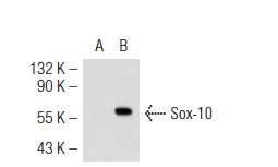 Sox-10 (N-20): sc-17342. Western blot analysis of Sox-10 expression in non-transfected: sc-117752 (A) and mouse Sox-10 transfected: sc-123716 (B) 293T whole cell lysates.