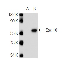 Sox-10 (N-20): sc-17342. Western blot analysis of Sox-10 expression in non-transfected: sc-117752 (A) and human Sox-10 transfected: sc-176025 (B) 293T whole cell lysates.