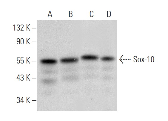 Sox-10 (N-20): sc-17342. Western blot analysis of Sox-10 expression in A-375 (A), SK-MEL-28 (B), C6 (C) and B16-F0 (D) whole cell lysates.