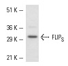 FLIP<sub>S/L</sub> (H-202): sc-8347. Western blot analysis of FLIP expression in Jurkat whole cell lysate.