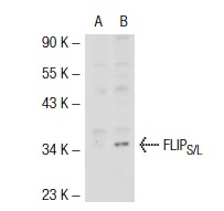 FLIP<sub>S/L</sub> (H-202): sc-8347. Western blot analysis of FLIP<sub>S/L</sub> expression in non-transfected: sc-117752 (A) and mouse FLIP<sub>S/L</sub> transfected: sc-120287 (B) 293T whole cell lysates.