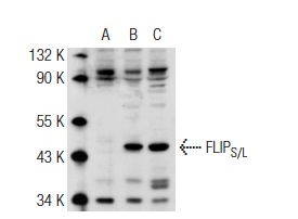 FLIP<sub>S/L</sub> (H-202): sc-8347. Western blot analysis of FLIP<sub>S/L</sub> expression in non-transfected 293T: sc-117752 (A), human FLIP<sub>S/L</sub> transfected 293T: sc-158514 (B) and SW480 (C) whole cell lysates.