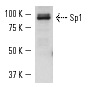 Sp1 (H-225): sc-14027. Western blot analysis of Sp1 expression in Jurkat nuclear extract.