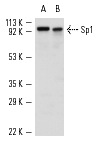 Sp1 (H-225): sc-14027. Western blot analysis of Sp1 expression in K-562 (A) and A-431 (B) whole cell lysates.