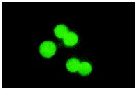 Sp1 (PEP 2): sc-59. Immunofluorescence staining of methanol-fixed KNRK cells showing nuclear localization.