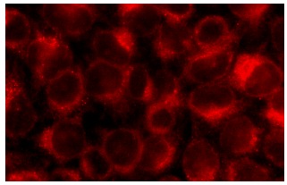 FLIP<sub>S/L</sub> (H-202): sc-8347. Immunofluorescence staining of methanol-fixed HeLa cells showing cytoplasmic localization.