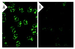 Sp1 siRNA (h): sc-29487. Immunofluorescence staining of methanol-fixed, control HeLa (A) and Sp1 siRNA silenced HeLa (B) cells showing diminished nuclear staining in the siRNA silenced cells. Cells probed with Sp1 (PEP 2): sc-59.