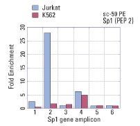 Sp1 (PEP-2): sc-59. ChIP analysis of Sp1 recruitment to genomic amplicons. Four (1-4) different human genomic Sp-1and two control amplicons (5,6) were analyzed by quantitative PCR (primer sequences available in on-line supplemental data). Data generated in collaboration with Drs. N. Trinklein and R. Myers, Stanford University (ENCODE Project).