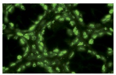 Sp1 (PEP 2): sc-59. Immunofluorescence staining of normal mouse intestine frozen section showing nuclear staining.