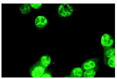 Sp1 (PEP 2)-G: sc-59-G. Immunofluorescence staining of methanol-fixed NIH/3T3 cells showing nuclear localization.