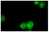 Sp2 (K-20): sc-643. Immunofluorescence staining of methanol-fixed K-562 cells showing nuclear staining.