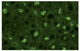 Sp2 (K-20): sc-643. Immunofluorescence staining of normal mouse liver frozen section showing nuclear staining.