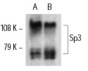Sp3 (F-7): sc-28305. Western blot analysis of Sp3 isoform expression in Jurkat (A) and K-562 (B) nuclear extracts.