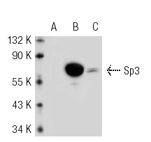 Sp3 (F-7): sc-28305. Western blot analysis of Sp3 expression in non-transfected: sc-117752 (A) and mouse Sp3 transfected: sc-127572 (B) 293T whole cell lysates and HeLa nuclear extract (C).
