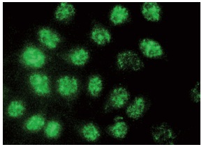 Sp3 (G-7): sc-365220. Immunofluorescence staining of methanol-fixed HeLa cells showing nuclear localization.