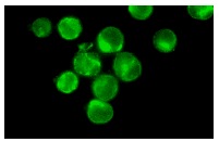 SRF (A-11): sc-25290. Immunofluorescence staining of methanol-fixed K-562 cells showing nuclear localization.