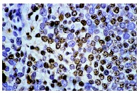 SRF (G-20): sc-335. Immunoperoxidase staining of formalin-fixed, paraffin-embedded human spleen tissue showing nuclear staining.