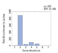 SRF (G-20): sc-335. ChIP analysis of SRF recruitment to human genomic CYR61 (1), ERG1 (2), ERG2 (3) , FOS (4) and two control amplicons (6,7) were analyzed by quantitative PCR (primer sequences available in on-line supplemental data). Data generated in collaboration with Drs. N. Trinklein and R. Myers, Stanford University (ENCODE Project).