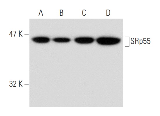 SRp55 (D-14): sc-34197. Western blot analysis of SRp55 expression in PC-3 (A), K-562 (B), HL-60 (C) and CCRF-CEM (D) nuclear extracts.