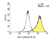 Stat1 p84/p91 (E-23): sc-346. FCM analysis of LPS-treated BAlb/c cells. Kindly provided by Dr. Subhashini Arimilli at Wake Forest University Baptist Medical Center.