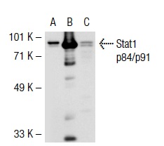 Stat1 p84/p91 (E-23): sc-346. Western blot analysis of Stat1 p84/p91 expression in non-transfected 293T: sc-117752 (A), mouse Stat1 p84/p91 transfected 293T: sc-123815 (B) and HeLa (C) whole cell lysates.
