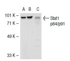 Stat1 p84/p91 (E-23): sc-346. Western blot analysis of Stat1 p84/p91 expression in non-transfected 293T: sc-117752 (A), mouse Stat1 p84/p91 transfected 293T: sc-123816 (B) and HeLa (C) whole cell lysates.