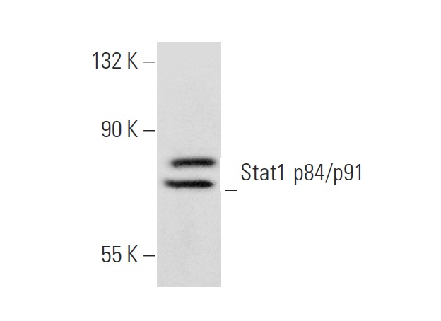 Stat1 p84/p91 (E-23)-G: sc-346-G. Western blot analysis of Stat1 p84/p91 expression in HUV-EC-C whole cell lysate.