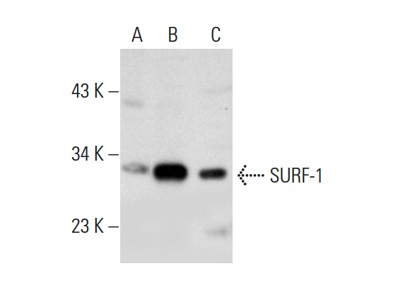 SURF-1 (D-9): sc-166948. Western blot analysis of SURF-1 expression in non-transfected 293T: sc-117752 (A), human SURF-1 transfected 293T: sc-176677 (B) and HeLa (C) whole cell lysates.