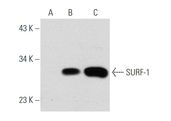SURF-1 (H-170): sc-68345. Western blot analysis of SURF-1 expression in non-transfected 293T: sc-117752 (A), human SURF-1 transfected 293T: sc-176677 (B) and HeLa (C) whole cell lysates.