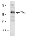 T-bet (H-210): sc-21003. Western blot analysis of T-bet expression in BJAB nuclear extract.