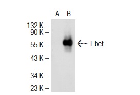 T-bet (H-210): sc-21003. Western blot analysis of T-bet expression in non-transfected: sc-117752 (A) and human T-bet transfected: sc-115503 (B) 293T whole cell lysates.
