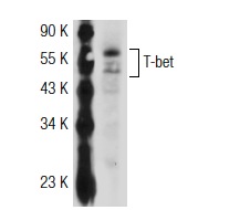 T-bet (H-210): sc-21003. Western blot analysis of T-bet expression in BJAB nuclear extract.