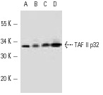 TAF II p32 (N-16): sc-1247. Western blot analysis of TAF II p32 expression in MM-142 (A), A-431 (B), MCF7 (C) and HeLa (D) nuclear extracts.