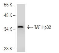 TAF II p32 (N-16): sc-1247. Western blot analysis of TAF II p32 expression in NIH/3T3 whole cell lysate.