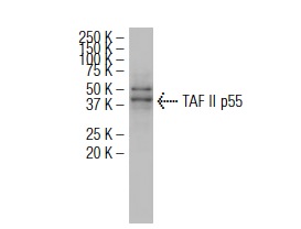 TAF II p55 (SQ-8): sc-101167. Western blot analysis of TAF II p55 expression in MCF7 whole cell lysate.