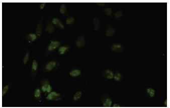 TAF II p55 (SQ-8): sc-101167. Immunofluorescence staining of paraformaldehyde-fixed HeLa cells showing nuclear localization.