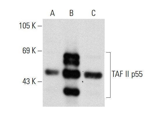 TAF II p55 (SQ-8): sc-101167. Western blot analysis of TAF II p55 expression in non-transfected 293T: sc-117752 (A), human TAF II p55 transfected 293T: sc-175139 (B) and MCF7 (C) whole cell lysates.